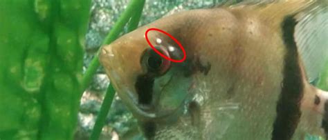 Freshwater Tropical Ich (White Spot) (Ick) Fish Disease.